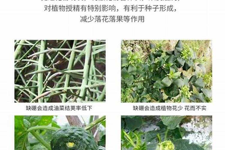 对于开花期的葡萄,进行浇水和施硼肥是否恰当