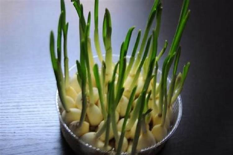 种蒜什么时间上肥料