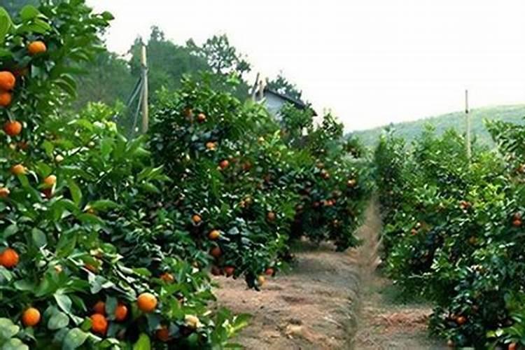 施用氮肥过多对植物有什么影响