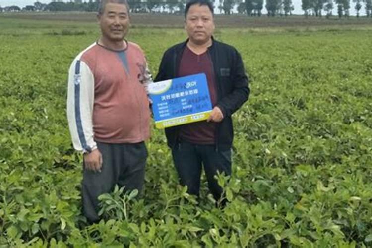 冬枣树环剥后,树叶发黄应喷啥叶面肥？