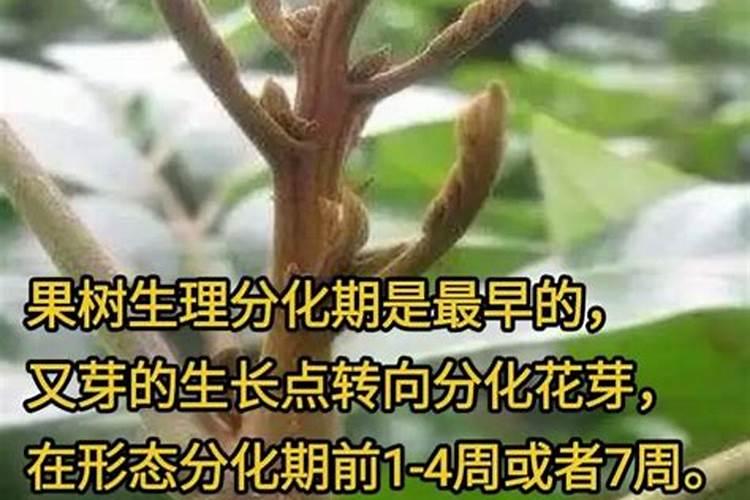 硼肥的作用与功效
