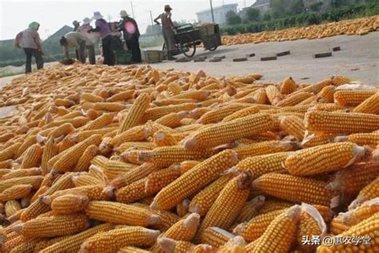 红四方玉米专用复合肥多少钱一吨？