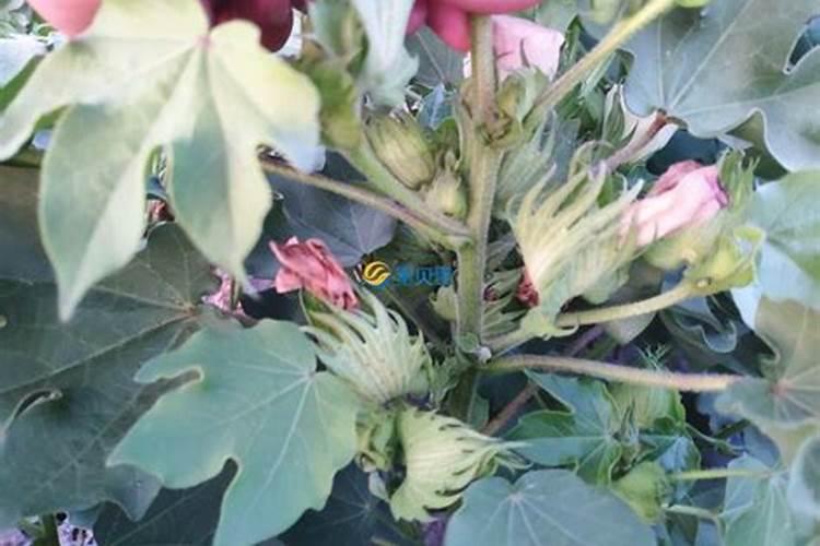 新疆棉花最后一片施肥应该在什么时候结束？时间。