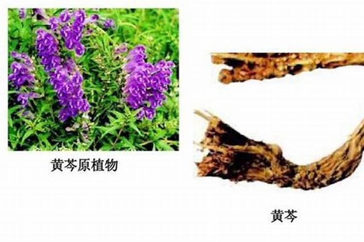 黄芩用什么除草剂
