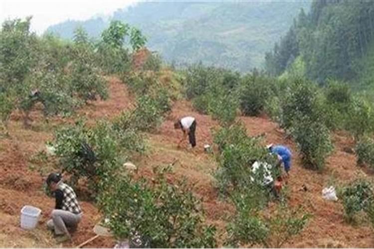 油茶开花时期应该喷何种叶面肥？