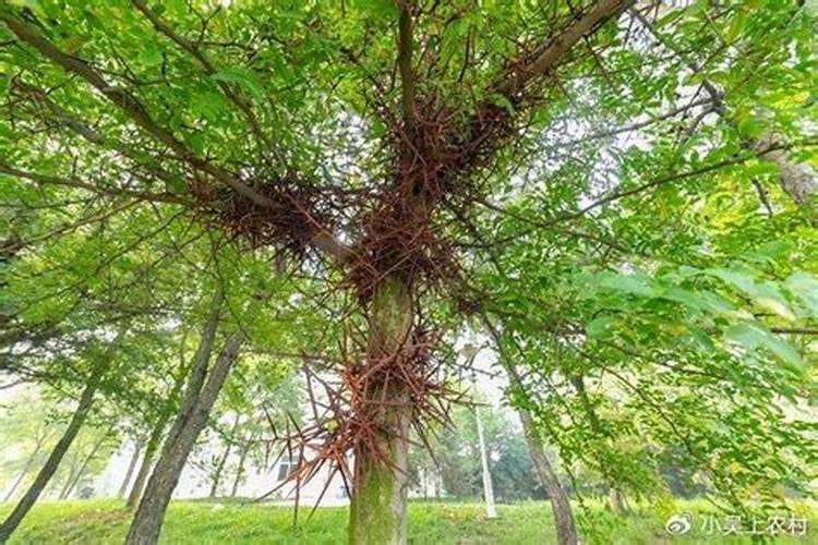 皂角树怎样种植