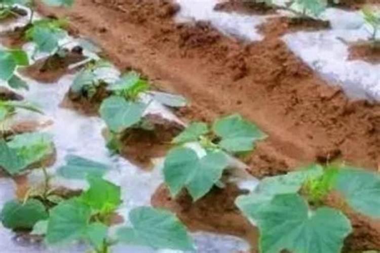 多肉植物施什么肥好