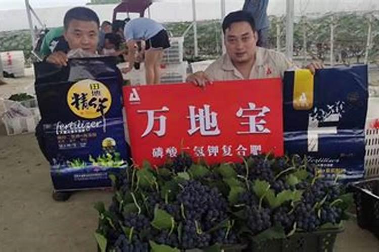 柑桔钾肥最佳时间是什么时候