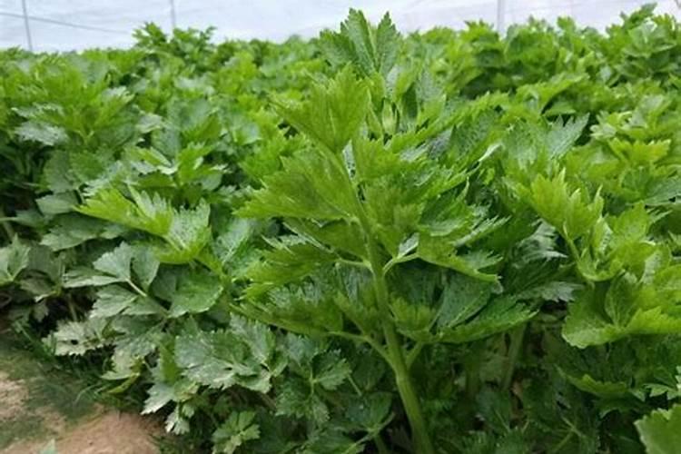 加碘盐低钠盐各种盐怎么选好？