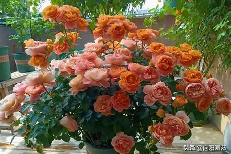 十一月份合适种什么蔬菜 可以在十一月份种什么蔬菜