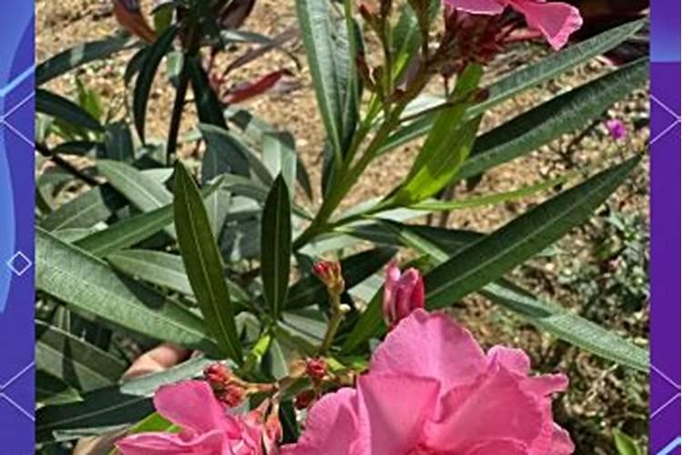 放有机肥种花生是先放肥还是先放花生种