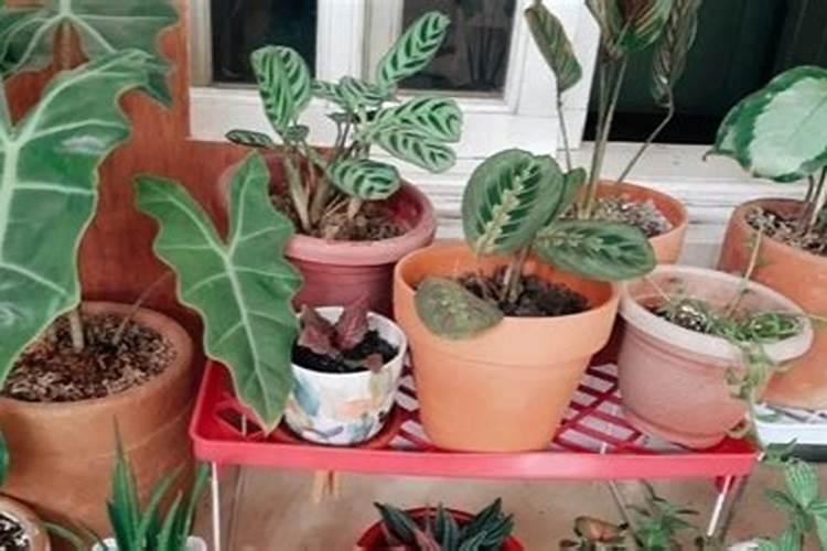 绿植有什么叶面肥