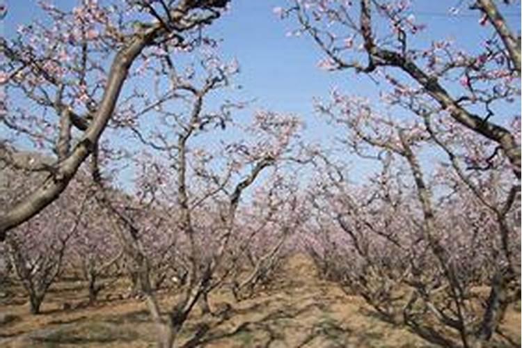 玉米底肥用什么好