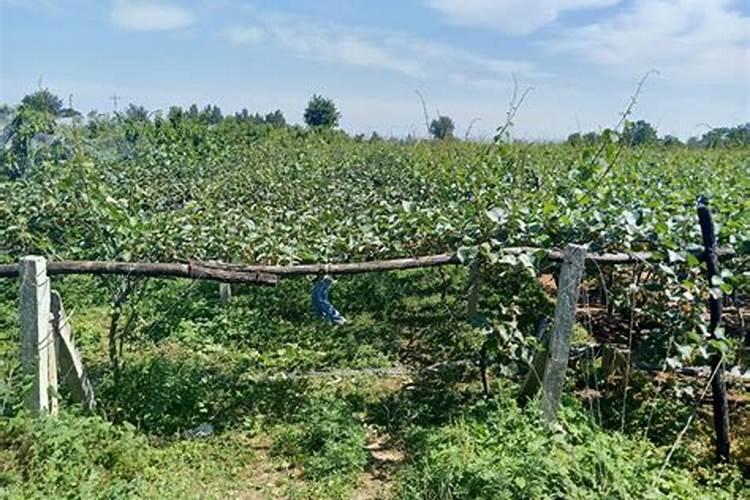 果树什么时间补硼效果更好？很多果农补了很多硼,但都浪费了