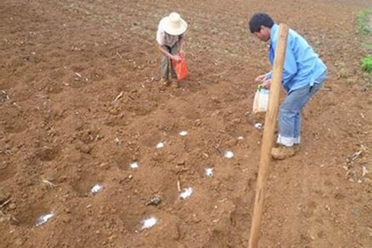 梨树施肥的最佳时间 梨树什么时候施肥