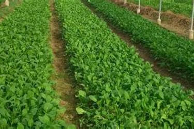 沃柑初果期种植管理技巧 沃柑养殖方法总结