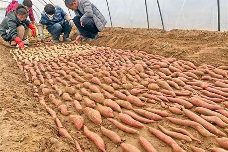 如何区分矿源黄腐酸钾的好与坏