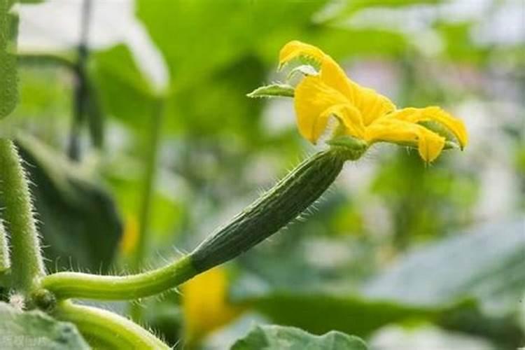 黄瓜多久施肥黄瓜的肥料施用时机