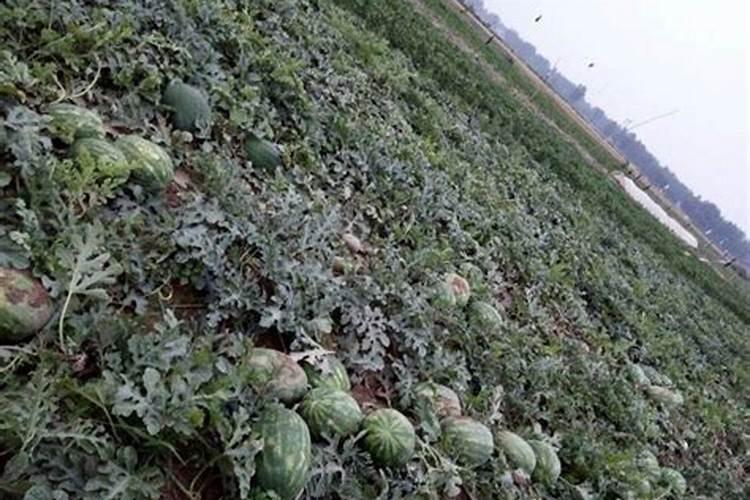 老鸦柿开花后怎么保果