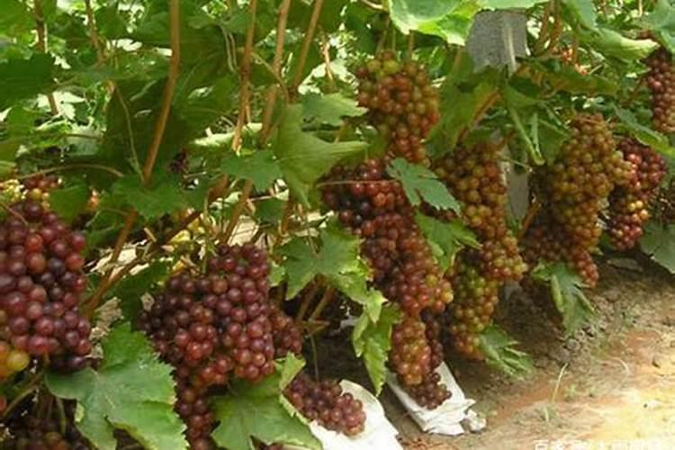 芸苔素内酯使用方法与用量