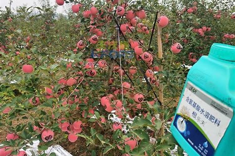 薄荷施什么肥薄荷怎么施肥