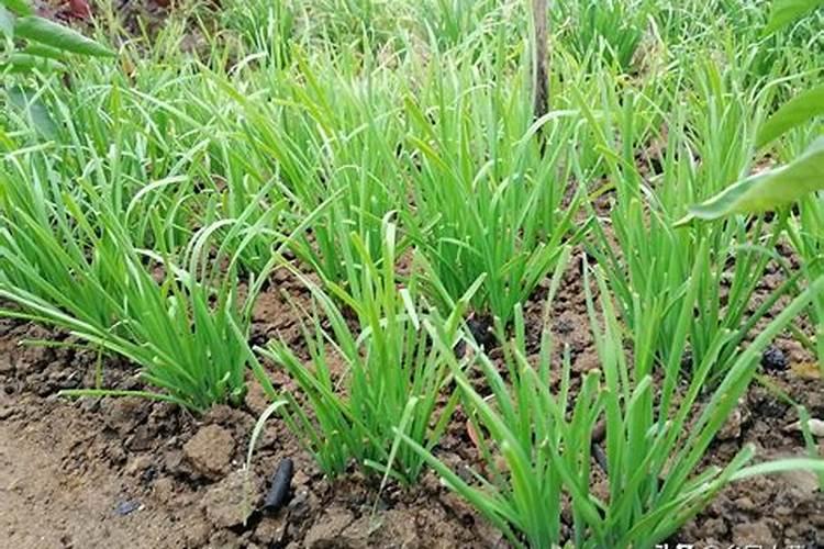 6月份石榴发芽还能开花吗？