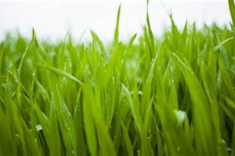 钾肥促进植物什么生长