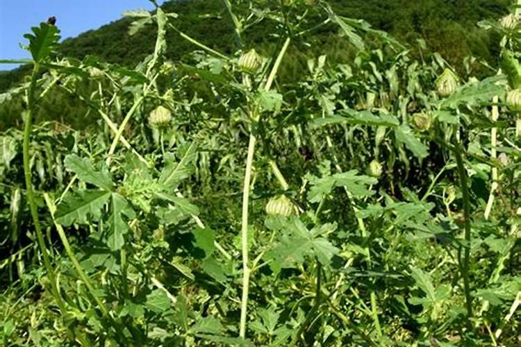 玻璃海棠养殖方法与注意事项