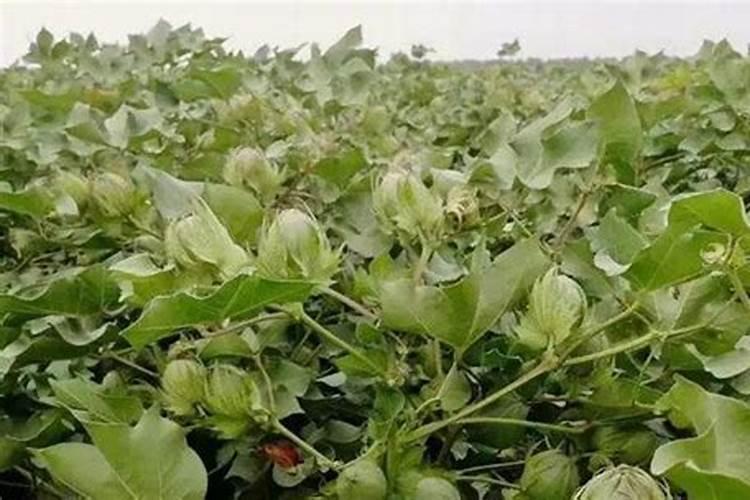 棉花追肥用什么肥料好