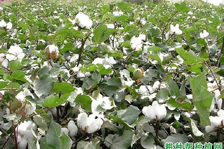 棉花施什么肥最好