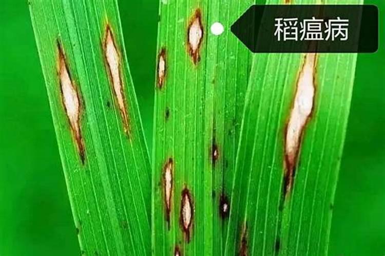 哈密瓜吃多了会怎么样