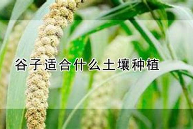 谷子施肥技术谷子施肥配方