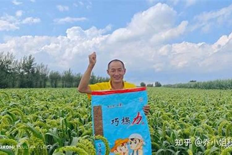 谷子喷什么叶面肥ke杈多？