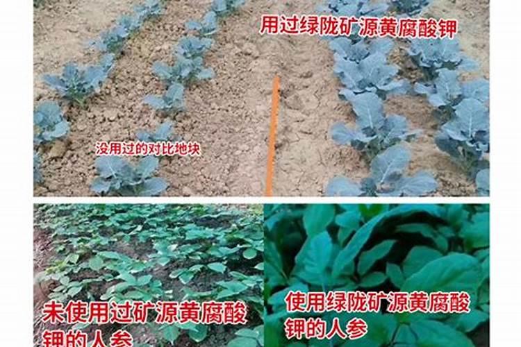锌肥不能和什么混用