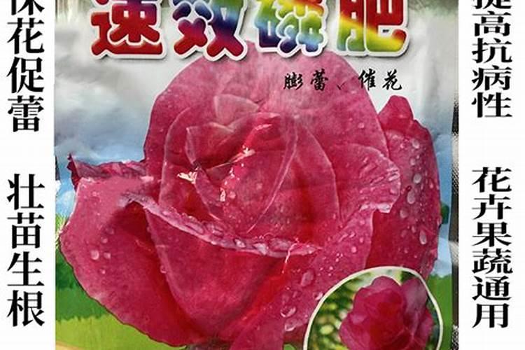 君子兰开花时需要什么肥料