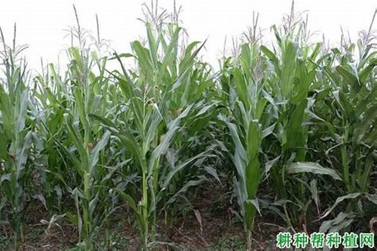 磷酸二氢钾和噻唑锌一起混用可以吗？