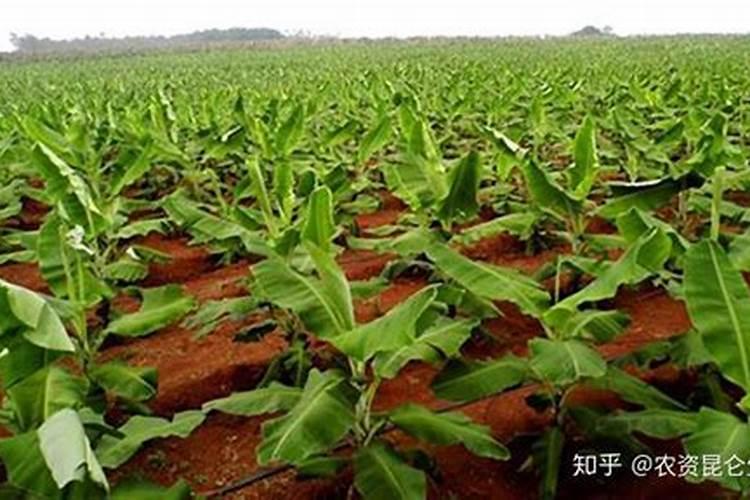 怎样根据香蕉需肥特点进行施肥