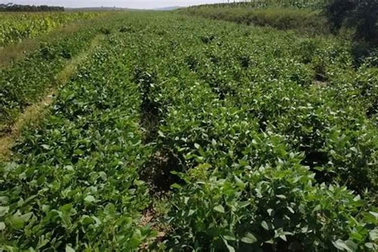 黑豆能做花肥吗 黑豆可以当肥料养花吗