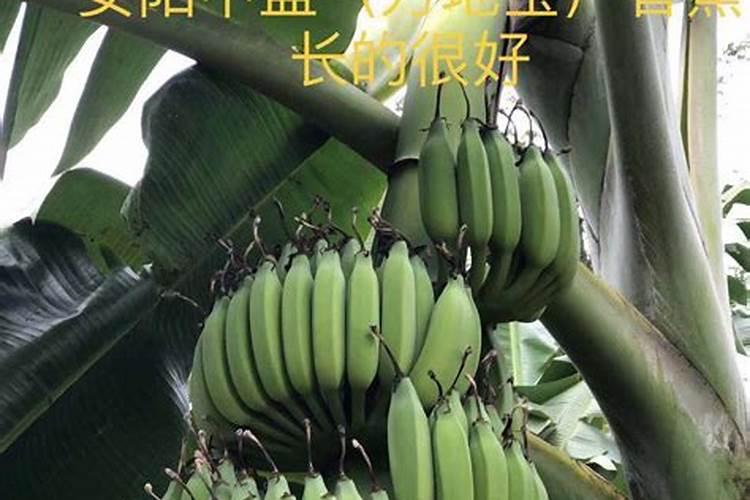香蕉迟抽蕾怎么办 管理要点简介