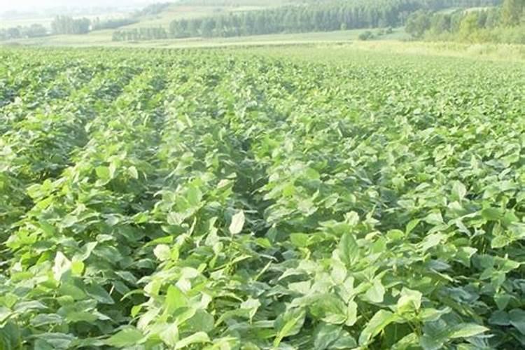 黑豆面能做花肥吗 黑豆面可以当做肥料养花吗