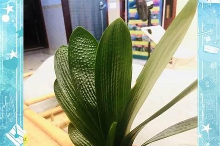 氮肥和磷肥怎么区分