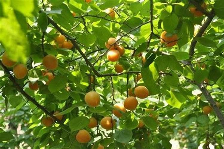 杏树各个时期的施肥管理 杏树应该怎么施肥
