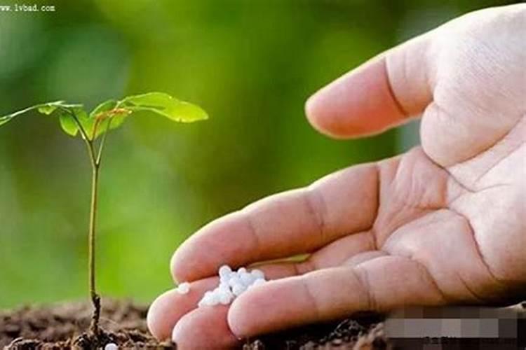 很多人种植辣椒都会多施钾肥,施钾肥有什么作用呢？