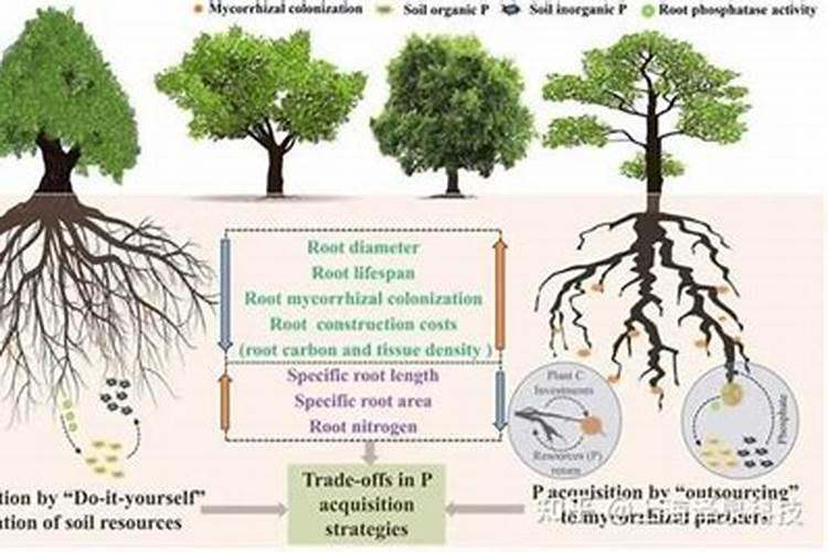 什么是磷肥？磷肥对农业种植有什么帮助？
