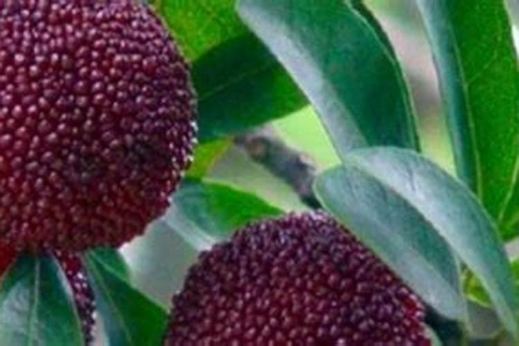 叶面肥和杀菌剂是否可以混用？