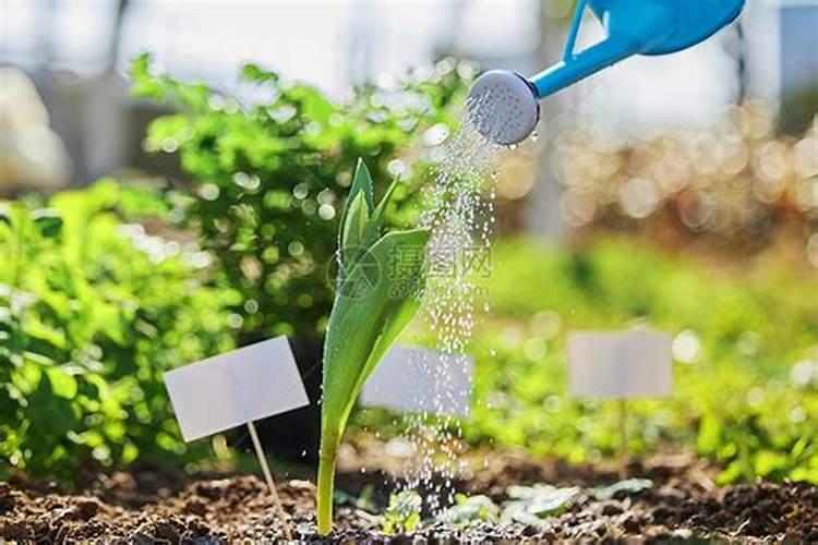 磷肥和钾肥作用