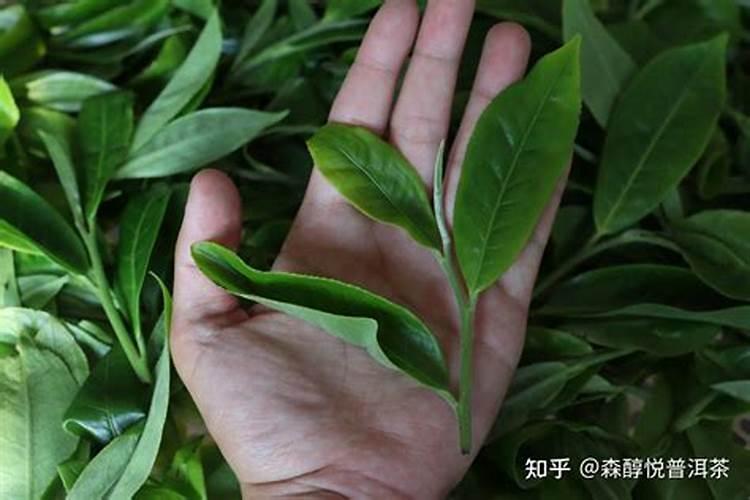 锌肥对果树有什么影响？