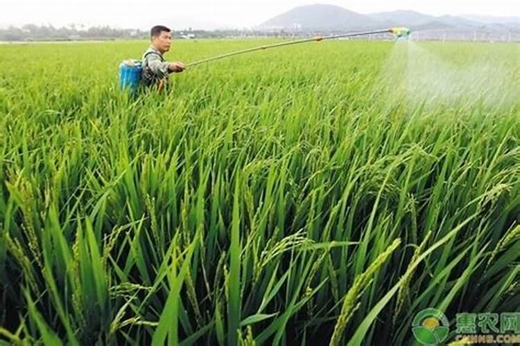 叶面肥与农药混用,需注意些什么？