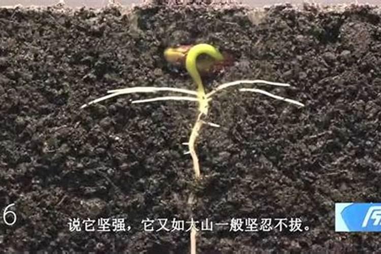 盆栽金钱桔的养殖方法 盆栽金钱桔的养殖方法有哪些