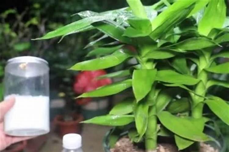 芒果施什么肥料有利于生长？芒果怎么施肥